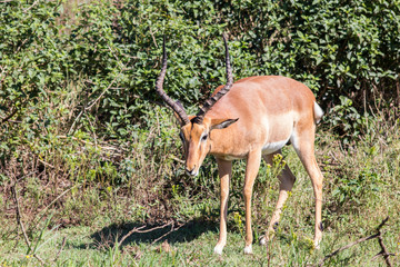 Impala