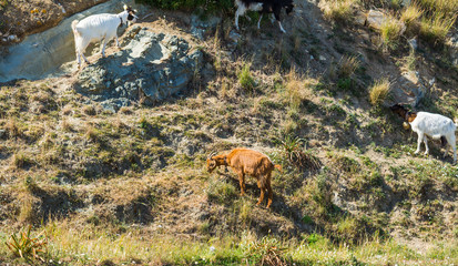 Goats on a steep hill in Sardinia
