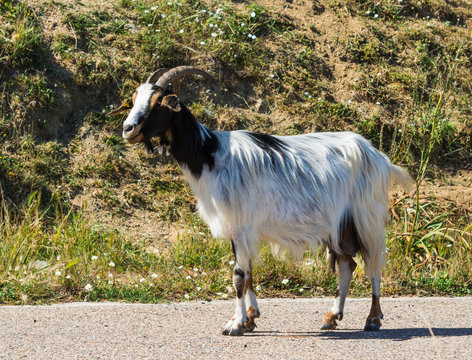 goat in the countryside
