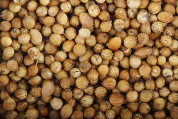 coriander background