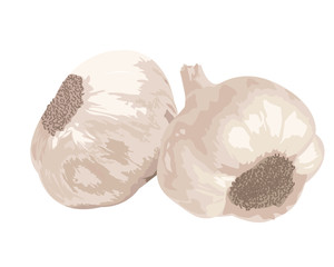 Garlic on white background. 