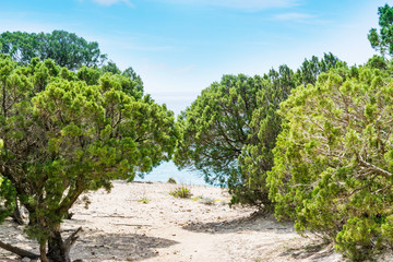 Fototapeta na wymiar Pine trees by the sea in Porto Sa Ruxi
