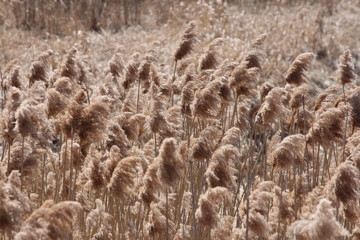 Fototapeta premium Blowing in the wind, Phragmites australis found along a roadside ditch in S.E. Ontario. This common invasive reed is important (together with other reed-like plants) for wildlife and conservation. 