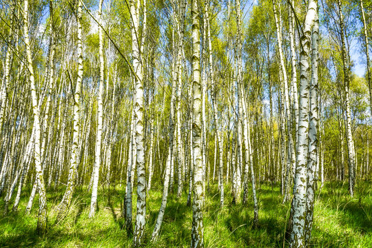 Fototapeta Birkenwald