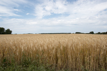 weath fields