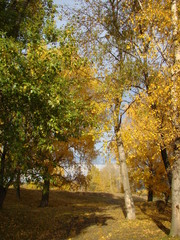 Fototapeta premium autumn in russia