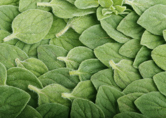 Fototapeta premium oregano background