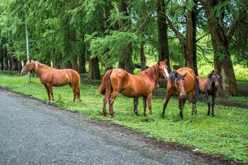 Naklejka na ściany i meble Horses on the road near the forest