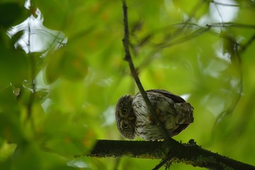 sóweczka © Jakub Kobo