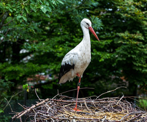 Storch auf einem Bein im Nest