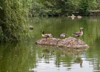 Enten und Gänse