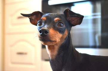 German dog breed - Miniature dwarf pinscher dog pet