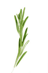 rosemary isolated
