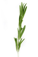rosemary isolated