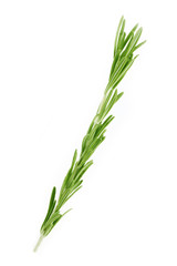 rosemary isolated