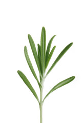 rosemary isolated