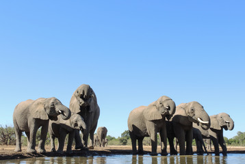Obraz premium Elefant