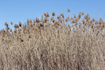 Blowing in the wind, Phragmites australis  found along a roadside ditch in S.E. Ontario. This common invasive reed is important (together with other reed-like plants) for wildlife and conservation.   