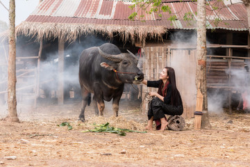 The lives of women with buffalo in the countryside,Asian girl wearing traditional Thai dress at...