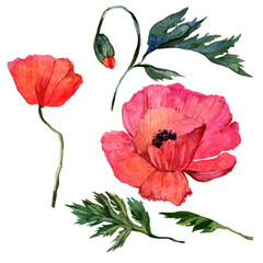 Wildflower poppy flower in a watercolor style isolated. Full name of the plant: poppy. Aquarelle wild flower for background, texture, wrapper pattern, frame or border.