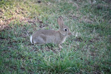 lapin de garenne
