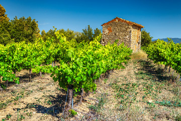 Fototapeta na wymiar Vineyard in Provence near Gordes village, France, Europe