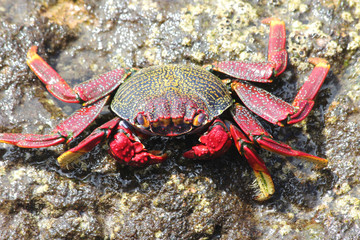 TIERE_2356_rote_Klippenkrabbe