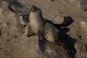 Cape Cross seal colony in Namibia, Africa