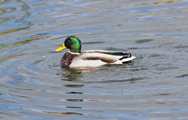 pato