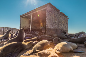 Cape Cross seal colony in Namibia, Africa. Natural Real Lens Flare Effect