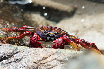 TIERE_2366_rote_Klippenkrabbe