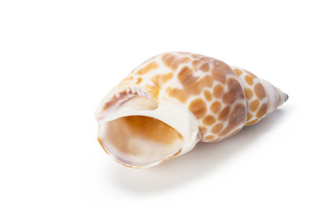 Seashell isolated on white background