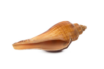 Seashell isolated on white background