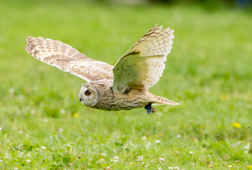 Fototapeta premium Eule