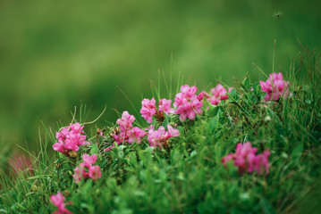 Pink rhododendron flowers growing in mountains, nature floral background