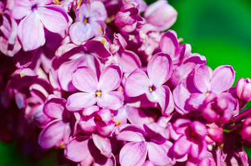 Fototapeta na wymiar Macro image of spring soft violet lilac flowers, natural seasonal floral background.
