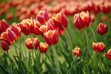 Spring sunny meadow with orange red tulip flowers, floral natural seasonal easter background with copy space
