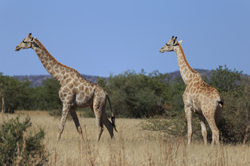 Naklejka na ściany i meble Giraffes (Giraffa Camelopardalis) walking over flat open plains. Etosha National Park (Namibia)