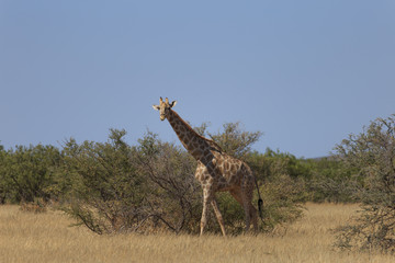 Giraffes (Giraffa Camelopardalis) walking over flat open plains. Etosha National Park (Namibia)