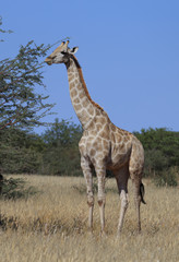 Giraffes (Giraffa Camelopardalis) walking over flat open plains. Etosha National Park (Namibia)