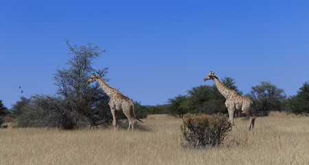 Giraffes (Giraffa Camelopardalis) walking over flat open plains. Etosha National Park (Namibia)