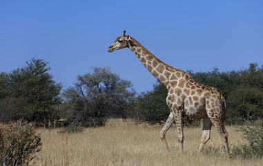 Giraffes (Giraffa Camelopardalis) walking over flat open plains. Etosha National Park (Namibia)