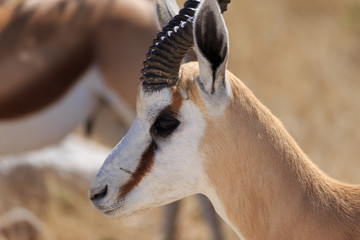Springbok