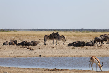 Fototapeta na wymiar Zebras, Blue Wildebeest and Springbok in Etosha national park Namibia, Africa
