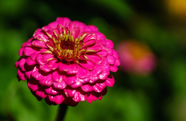 Obraz premium Blume