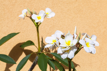 white ficus flowers near yellow plastered wall