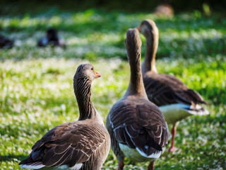 Pink footed geese (Anser brachyrhynchus) near Duddingston Loch, an urban bird sanctuary within a City of Edinburgh boundaries. Edinburgh, Scotland, UK