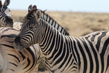 Fototapeta na wymiar Zebras in Etosha national park Namibia, Africa