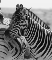 Zebras in Etosha national park Namibia, Africa.  Black and white picture.