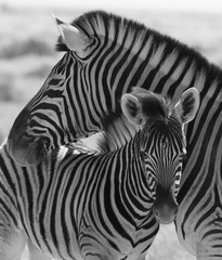 Fototapeta na wymiar Zebras in Etosha national park Namibia, Africa. Black and white picture.